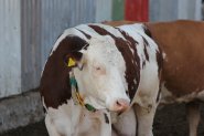 Променя се изискването за брой раждания на кравите в новата ОСП