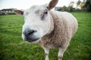 Обвързано подпомагане: Какви ще са правилата за овце и кози?