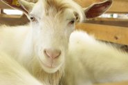 CAP4US на Събора на овцевъдите: Мнението на фермерите за политиката