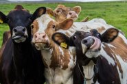 Обвързана подкрепа за млечни крави, овце и кози – как ще се плаща в ОСП след 2022?