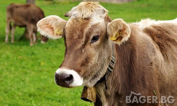 Заради намаляването на метана: Търсят начин за финансова помощ за животновъдите