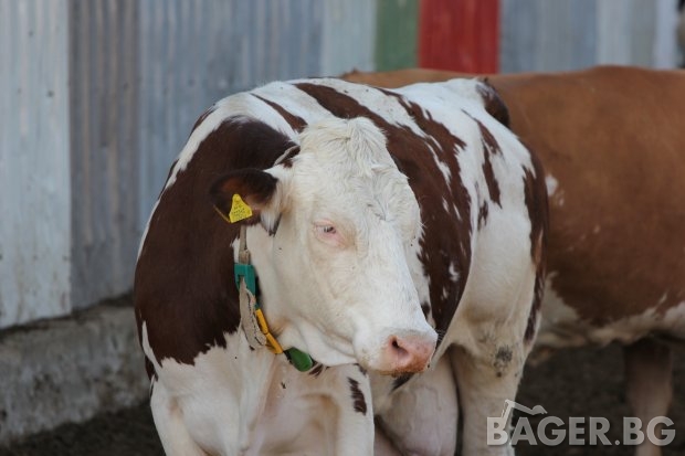 Променя се изискването за брой раждания на кравите в новата ОСП