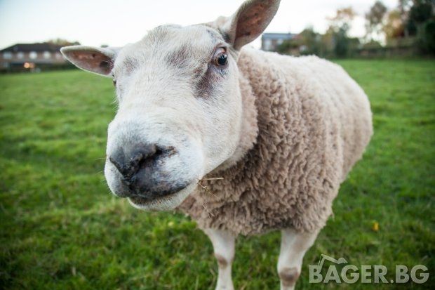 Обвързано подпомагане: Какви ще са правилата за овце и кози?