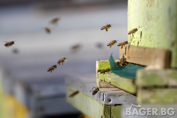 Как ще подпомагат пчеларите след 2023 г.?