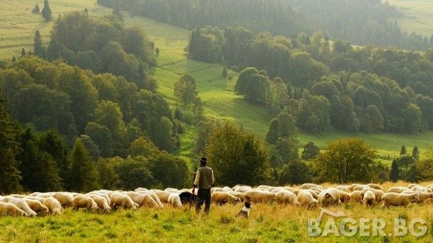 Уебинар: Овцевъдство и козевъдство в преходния период на ОСП