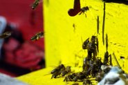 Директни и индиректни възможности за подпомагане на пчеларите