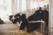 Планирани и максимални ставки за животновъдите от догодина - къде е уловката?