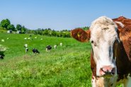60% от високопродуктивните крави се намират в 30% от кравефермите