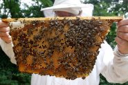 Пчелари настояват за стъпаловидно подпомагане в новата ОСП