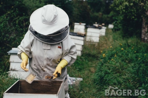 Пчелари, запознайте се с планираните ставки за опрашване и биологично пчеларство